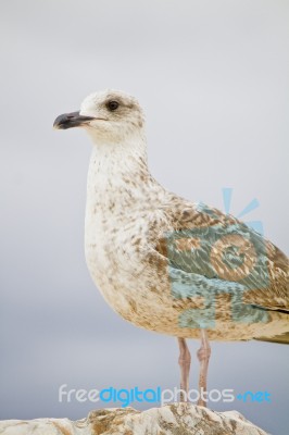 Seagull Bird In The City Docks Stock Photo