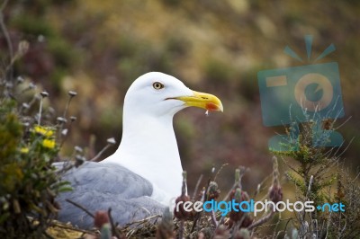 Seagull Bird In The Wild Stock Photo