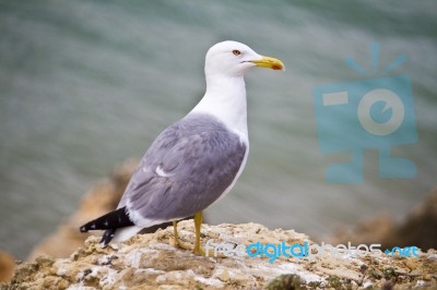 Seagull Bird In The Wild Stock Photo