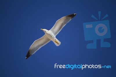 Seagull Flight Stock Photo