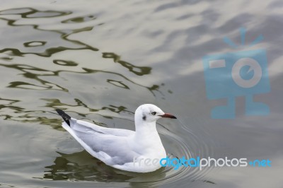 Seagull Floating On Water Stock Photo