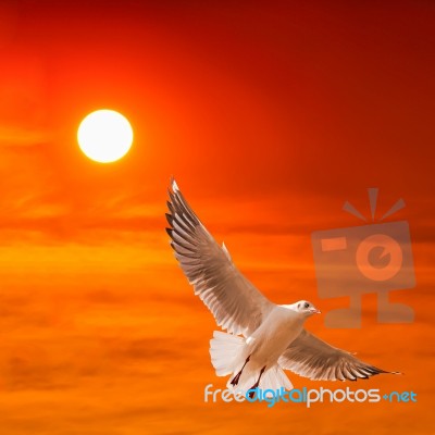 Seagull Flying Against Beautiful Sunset Background Stock Photo