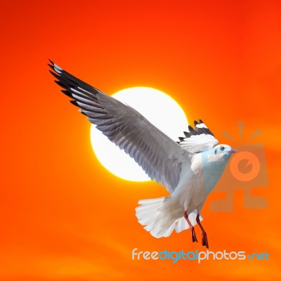 Seagull Flying At Sunset Stock Photo