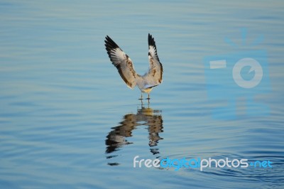 Seagull Flying Down To The Surface Of The Sea Stock Photo