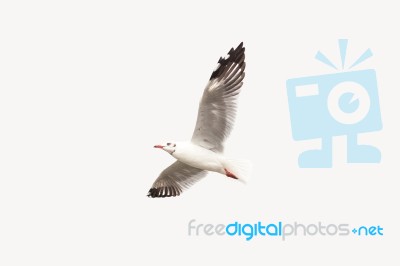 Seagull Flying In The Sky  Isolated Stock Photo