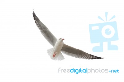 Seagull Flying Isolated On White Stock Photo