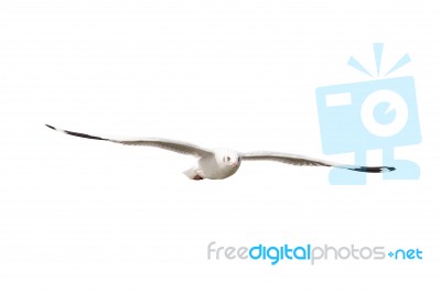 Seagull Flying Isolated On White Background Stock Photo