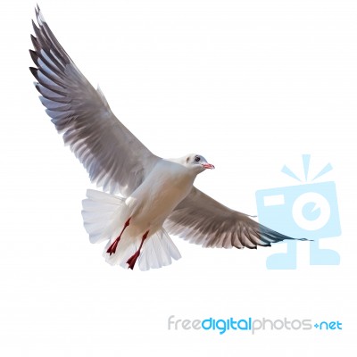 Seagull Flying Isolated On White Background With Clipping Path Stock Photo