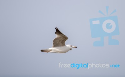 Seagull Flying Near The Coast Stock Photo