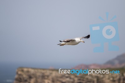 Seagull Flying Near The Coast Stock Photo