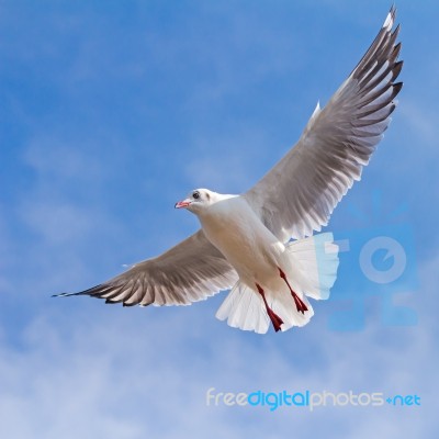 Seagull Flying On Blue Sky Background Stock Photo