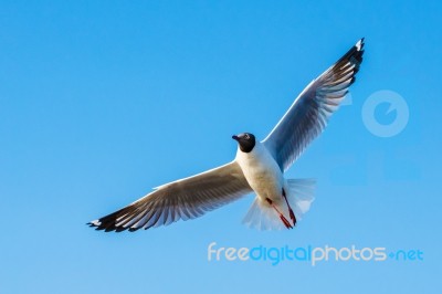 Seagull Flying Over Blue Sky Stock Photo