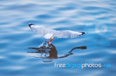 Seagull Flying With Food Stock Photo