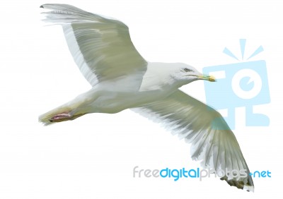 Seagull In Flight Stock Image