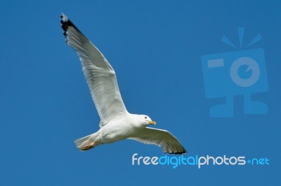 Seagull In Flight Stock Photo