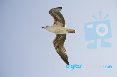 Seagull In Flight Stock Photo