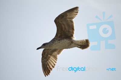 Seagull In Flight Stock Photo