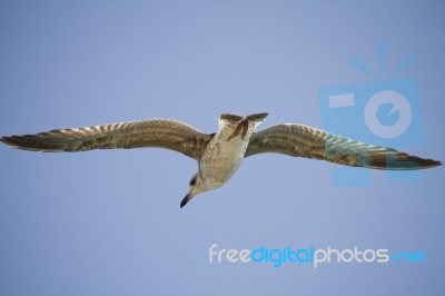 Seagull In Flight Stock Photo