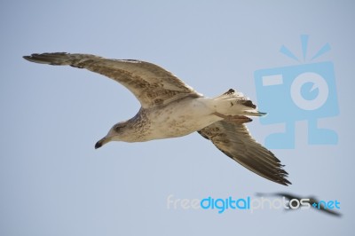 Seagull In Flight Stock Photo