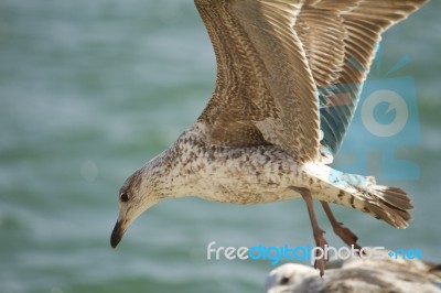 Seagull In Flight Stock Photo