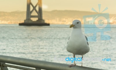 Seagull In San Francisco Stock Photo