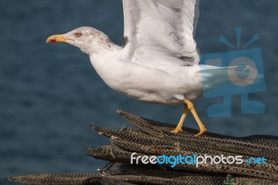 Seagull In The Seashore Stock Photo