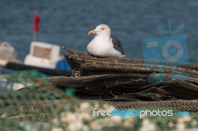 Seagull In The Seashore Stock Photo