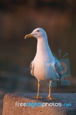 Seagull In The Seashore Stock Photo