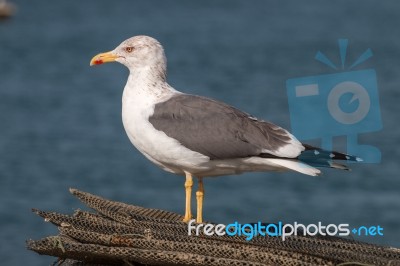 Seagull In The Seashore Stock Photo