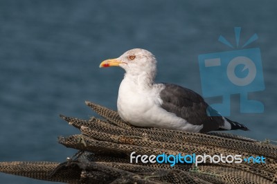 Seagull In The Seashore Stock Photo