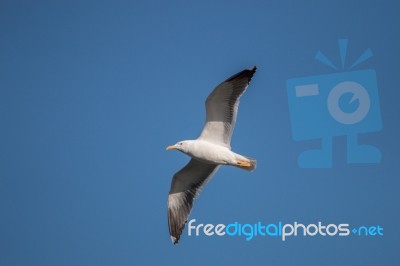 Seagull In The Sky Stock Photo