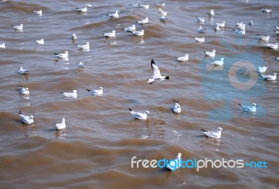 Seagull Is A Bird Migration To Bangpoo Stock Photo