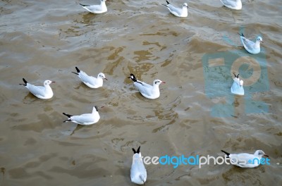 Seagull Is A Bird Migration To Bangpoo Stock Photo