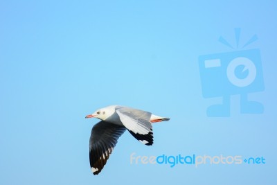 Seagull Is Flying In The Sky Stock Photo