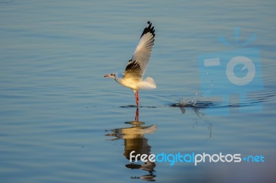 Seagull Is Flying Up From The Surface Of The Sea Stock Photo