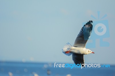 Seagull Is Gliding Over The Sea Stock Photo