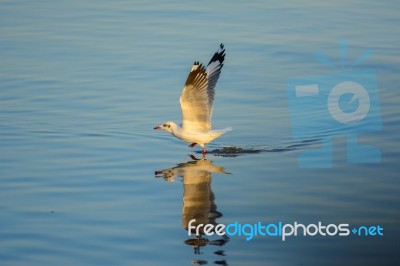 Seagull Is Walking On The Surface Of The Sea Stock Photo