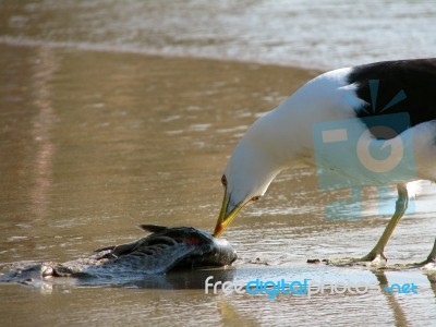 Seagull - Larus Dominicanus Stock Photo