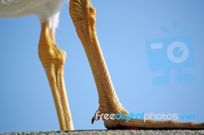 Seagull Leg Stock Photo