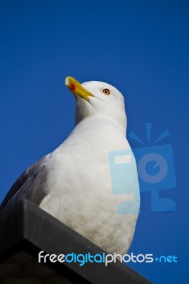 Seagull On A Building Stock Photo