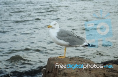 Seagull On A Rock Stock Photo