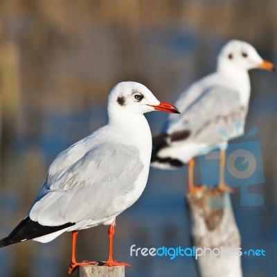 Seagull On Old Wooden Pillar Stock Photo