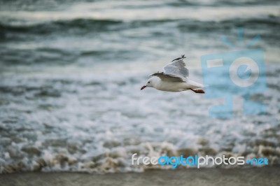 Seagull On The Beach Stock Photo