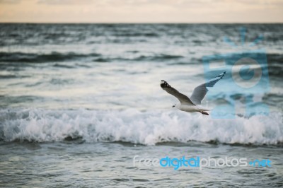 Seagull On The Beach Stock Photo