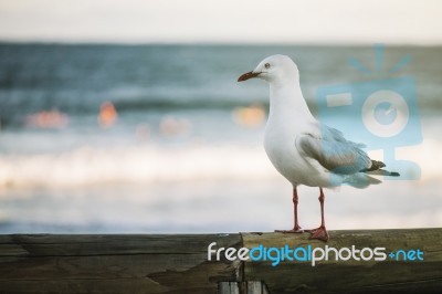 Seagull On The Beach Stock Photo