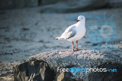 Seagull On The Beach Stock Photo