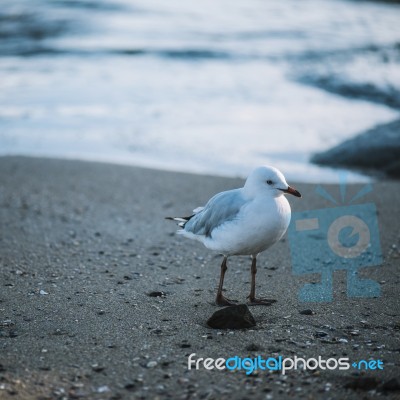 Seagull On The Beach Stock Photo