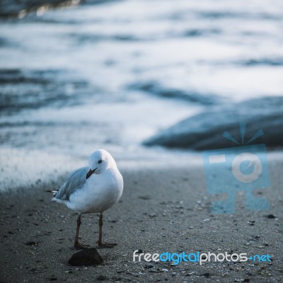 Seagull On The Beach Stock Photo