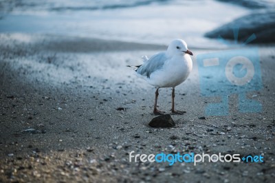 Seagull On The Beach Stock Photo