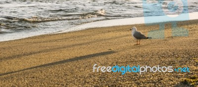 Seagull On The Beach Stock Photo